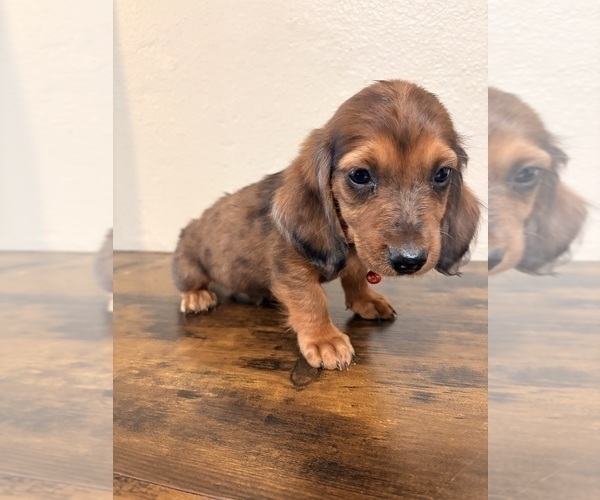 Medium Photo #4 Dachshund Puppy For Sale in SAN BERNARDINO, CA, USA