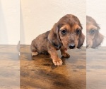 Small #3 Dachshund