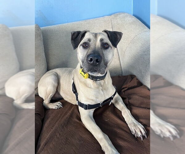 Medium Photo #2 Black Mouth Cur-Labrador Retriever Mix Puppy For Sale in Elmsford, NY, USA