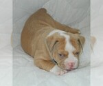 Small Photo #4 Olde English Bulldogge Puppy For Sale in NORTH LAS VEGAS, NV, USA