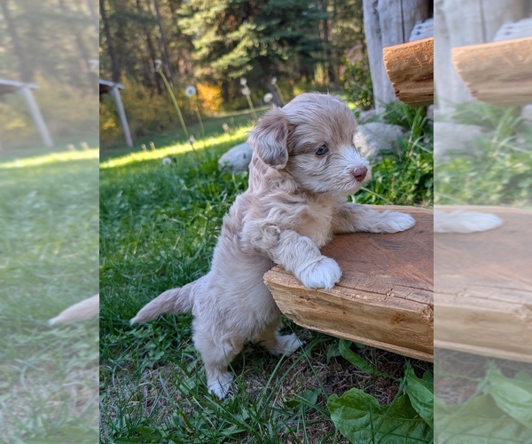 Medium Photo #12 Aussiedoodle Miniature  Puppy For Sale in SPIRIT LAKE, ID, USA