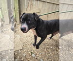 Small Photo #2 American Staffordshire Terrier-Unknown Mix Puppy For Sale in Jackson, MS, USA
