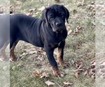 Small #3 Cane Corso