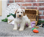 Small #13 Schnauzer (Miniature)