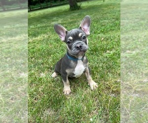 French Bulldog Puppy for sale in DURHAM, CT, USA