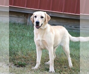 Mother of the Labrador Retriever puppies born on 06/16/2025