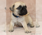 Small Photo #4 Pug Puppy For Sale in WINNSBORO, TX, USA