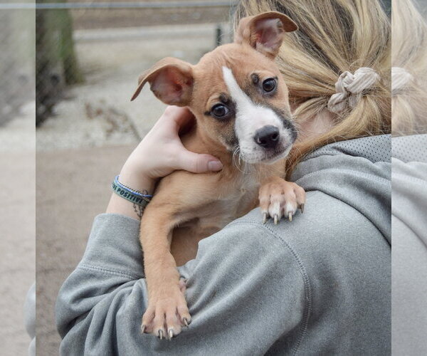 Medium Photo #4 Boxer-Bull Terrier Mix Puppy For Sale in Huntley, IL, USA