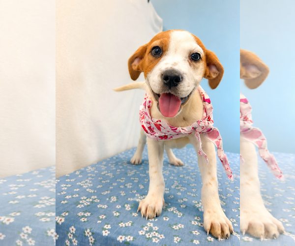 Medium Photo #4 Beagle-Unknown Mix Puppy For Sale in Dallas, TX, USA