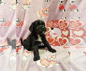 Portuguese Water Dog Puppy for sale in SWARTZ CREEK, MI, USA