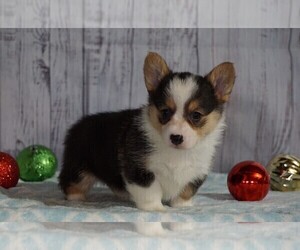 Pembroke Welsh Corgi Puppy for sale in FREDERICKSBG, OH, USA