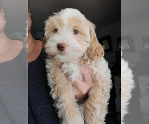 Lhasa Apso Puppy for Sale in PHOENIX, Arizona USA
