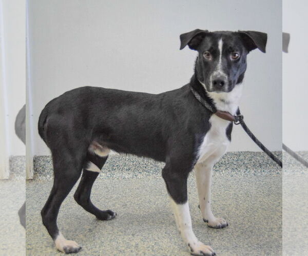 Medium Photo #2 Border Collie-Unknown Mix Puppy For Sale in Huntley, IL, USA