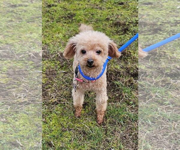 Medium Photo #4 Poodle (Toy) Puppy For Sale in Seattle, WA, USA