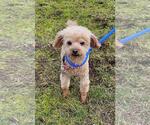 Small Photo #4 Poodle (Toy) Puppy For Sale in Seattle, WA, USA