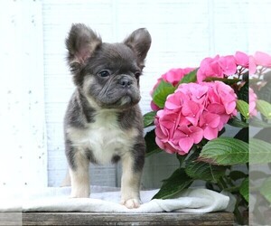 French Bulldog Puppy for sale in FREDERICKSBURG, OH, USA