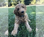 Small Photo #1 Labradoodle Puppy For Sale in CHICO, CA, USA