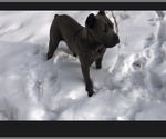 Small Photo #1 Anatolian Mastiff-Cane Corso Mix Puppy For Sale in COLORADO SPRINGS, CO, USA