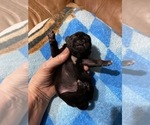 Small Photo #5 Pug Puppy For Sale in YUKON, OK, USA