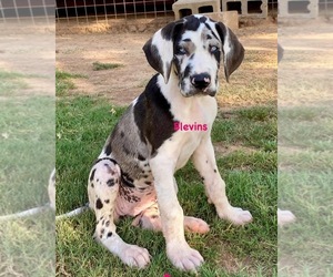 Great Dane Puppy for sale in NOCONA, TX, USA