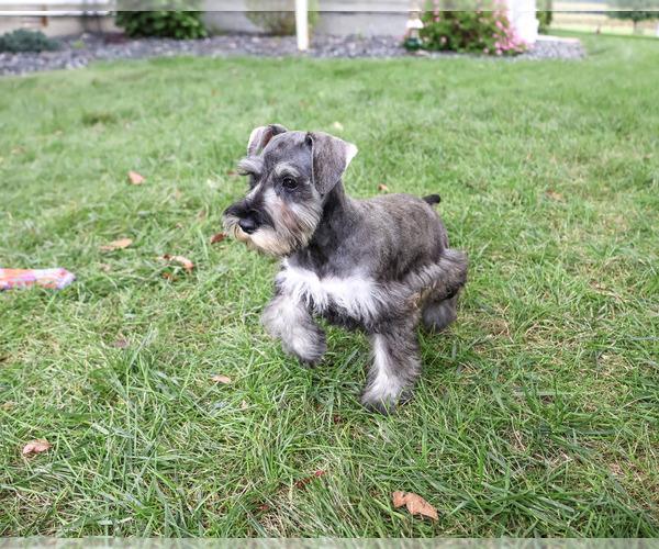 Medium Photo #5 Schnauzer (Miniature) Puppy For Sale in SYRACUSE, IN, USA