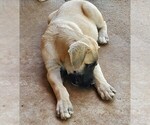 Puppy 4 Cane Corso-Great Pyrenees Mix