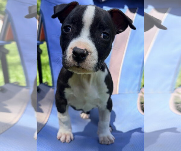 Medium Photo #3 American Pit Bull Terrier Puppy For Sale in Alexandria, VA, USA