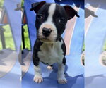 Small #2 American Pit Bull Terrier