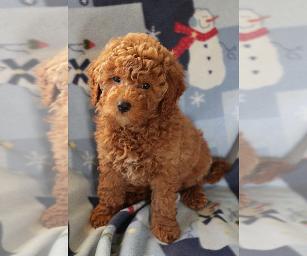 Medium Photo #9 Goldendoodle (Miniature) Puppy For Sale in MILWAUKEE, WI, USA