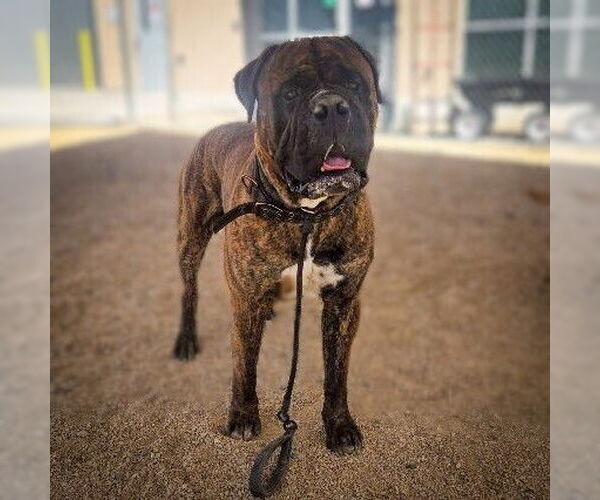 Medium Photo #3 Bullmastiff Puppy For Sale in Vail, AZ, USA