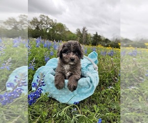 Aussiedoodle Miniature  Litter for sale in COLLEGE STA, TX, USA