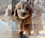 Small Photo #17 Goldendoodle (Miniature) Puppy For Sale in RANDOLPH, WI, USA