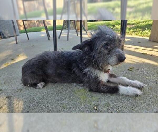 Medium Photo #1 Mutt Puppy For Sale in Oakley, CA, USA