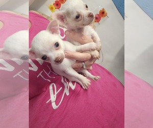 Chihuahua Puppy for sale in SPRINGTOWN, TX, USA
