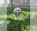 Small #1 Havanese