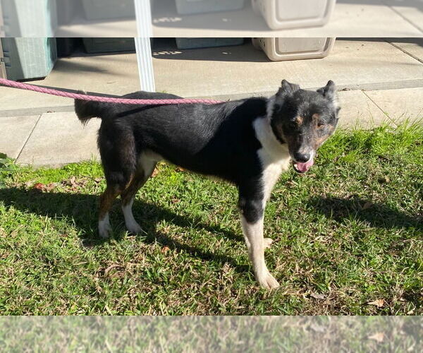 Medium Photo #3 Border Collie-Unknown Mix Puppy For Sale in Canton, CT, USA