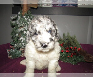 Saint Berdoodle Puppy for sale in CHICAGO, IL, USA