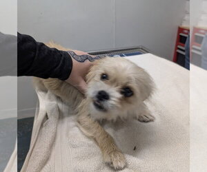 Brussels Griffon Dogs for adoption in Chico, CA, USA