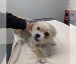 Small Brussels Griffon