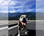 Small #1 Bulldog Mix