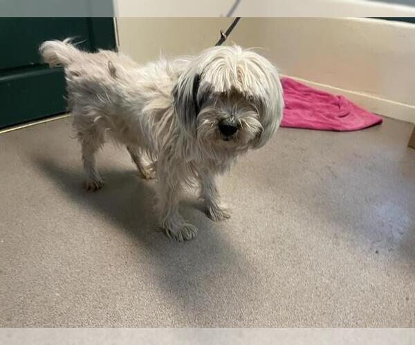 Medium Photo #1 Tibetan Terrier-Unknown Mix Puppy For Sale in Pasadena, CA, USA