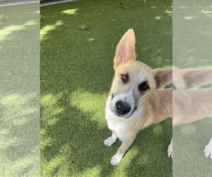 Medium German Shepherd Dog Mix