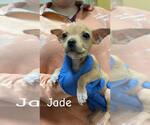 Small #3 Chihuahua Mix
