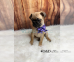 Small Photo #13 Pug Puppy For Sale in RIPLEY, MS, USA