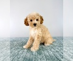 Small #3 Cavapoo (Miniature)