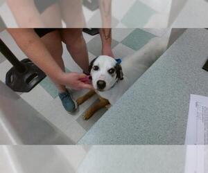 Anatolian Shepherd-Unknown Mix Dogs for adoption in Oklahoma City, OK, USA