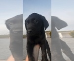 Small #2 Labrador Retriever