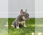 Small French Bulldog