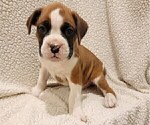 Small Photo #7 Boxer Puppy For Sale in JOLIET, IL, USA