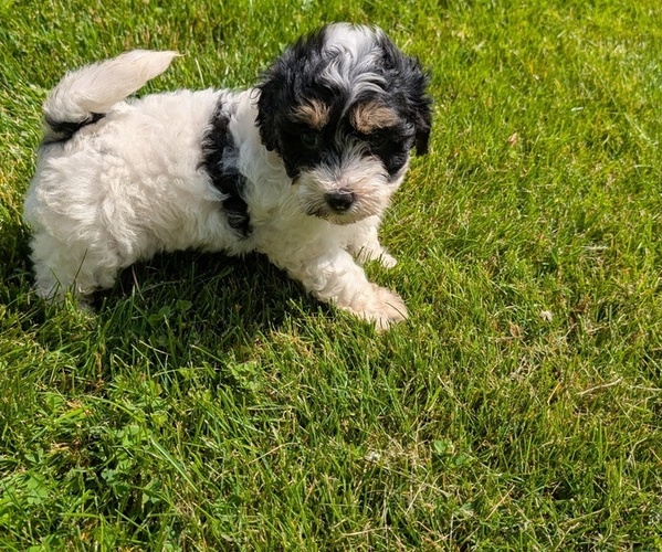 Medium Photo #57 Poovanese Puppy For Sale in GOSHEN, IN, USA